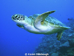 Turtle in the Coral Sea. by Karen Dillabough 